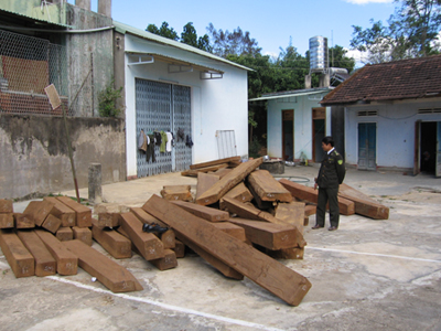 Gỗ khai thác trái phép bị thu giữ tại Hạt kiểm lâm Đăk Glei