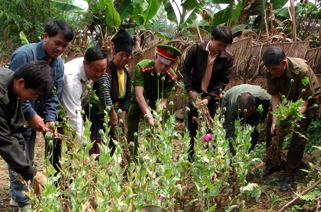 Lực lượng Cảnh sát điều tra tội phạm về ma túy - Công an tỉnh Điện Biên tuyên truyền, vận động  đồng bào H’Mông huyện Nậm Pồ phá bỏ cây thuốc phiện 