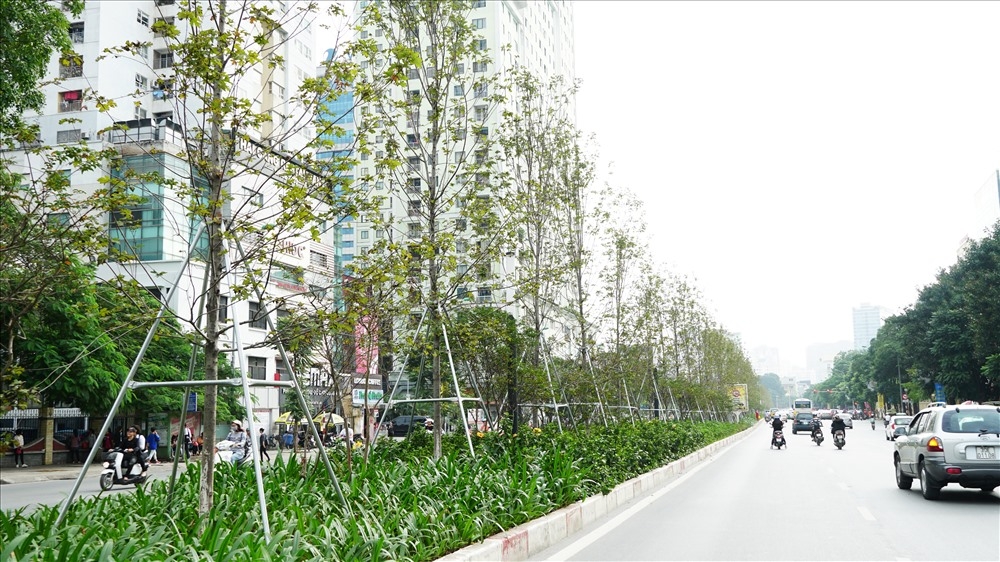 Sai phạm xảy ra trong quá trình thực hiện chương trình trồng mới, thay thế, bổ sung, chăm sóc cây xanh trên địa bàn thành phố Hà Nội